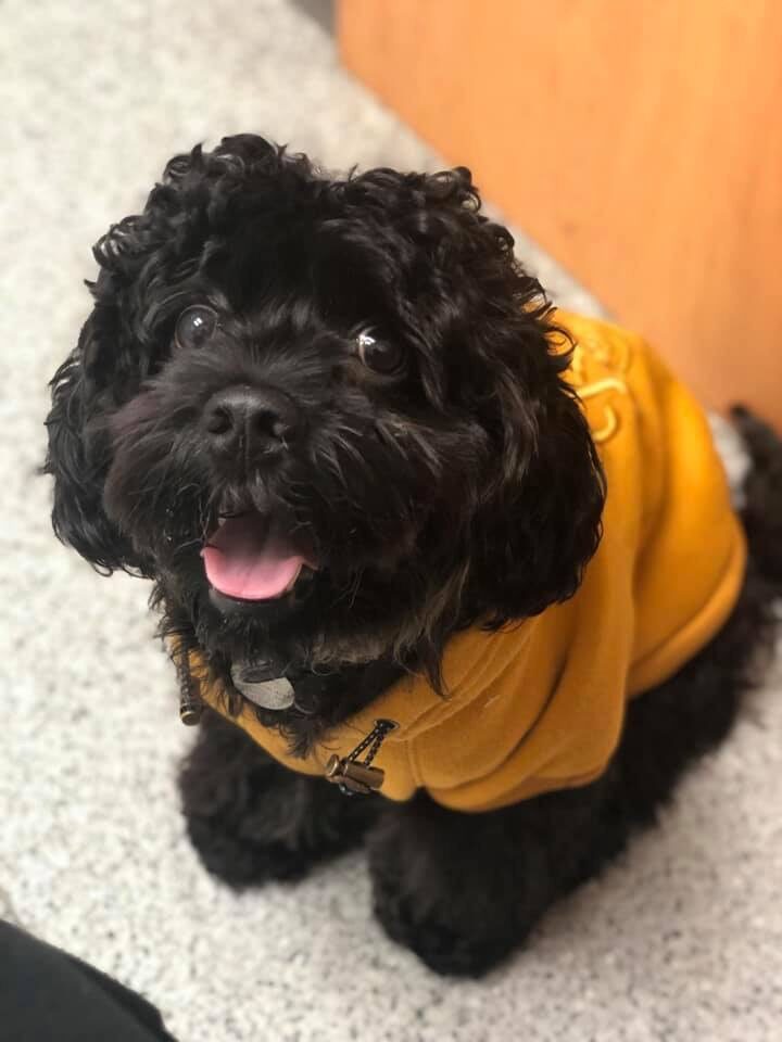 Jellybean, a black curly-haired cockapoo in a mustard hoodie, looking up with tongue out